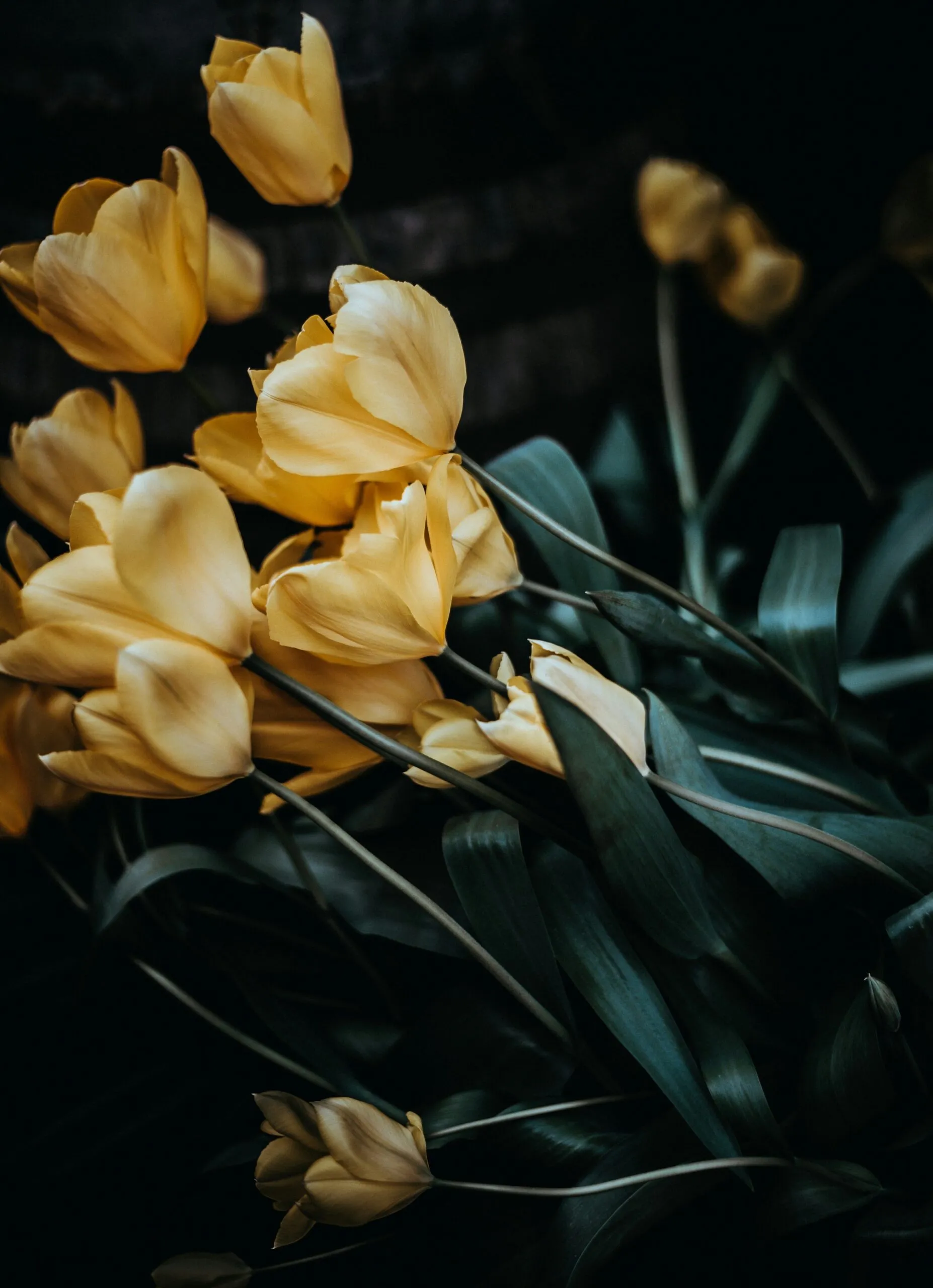 Bouquet de tulipes jaunes posées délicatement lors d'un hommage funéraire
