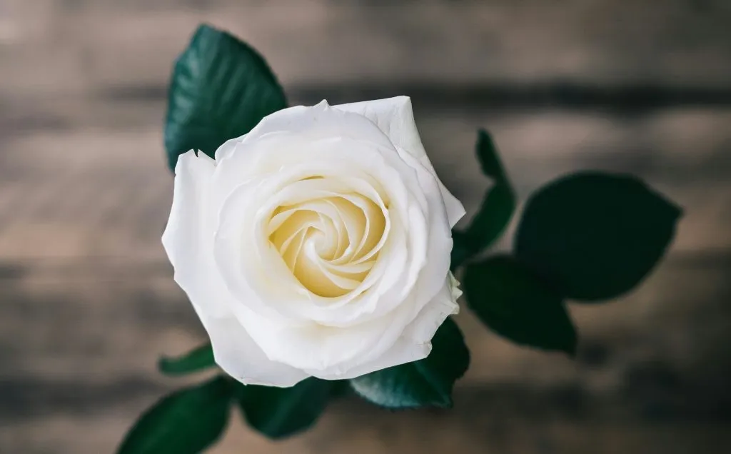 Une rose blanche en gros plan